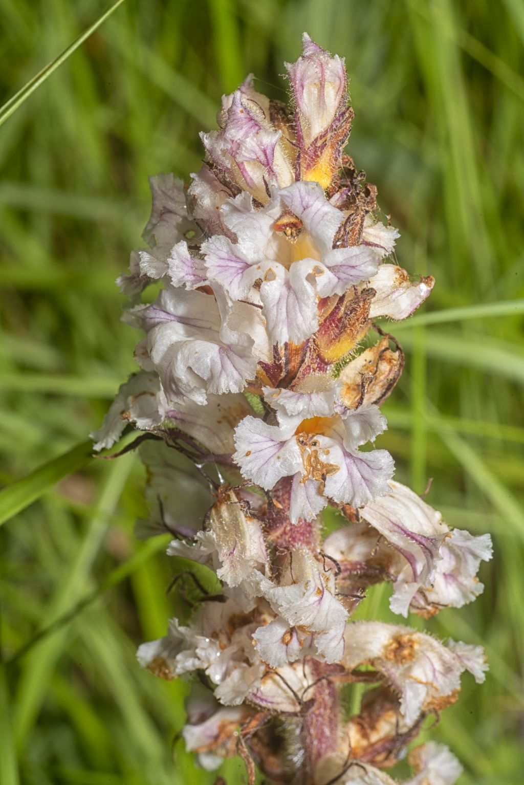 L''orobanche, la pianta strozza-legumi